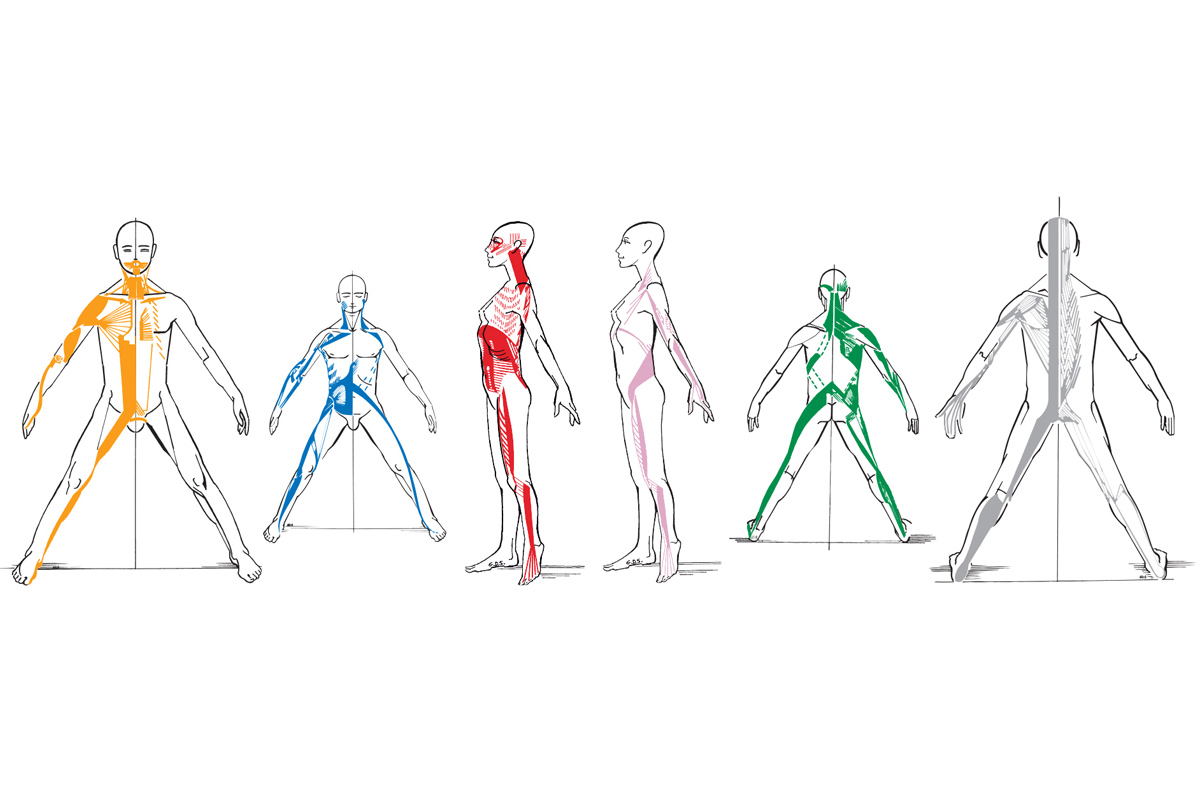 KINES : les chaînes musculaires et articulaires :